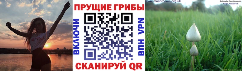 Псилоцибиновые грибы Psilocybine cubensis  Кирсанов 